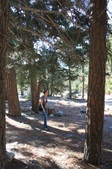 Forest Settings