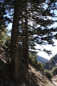 Mt. Baldy, ski resort