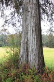 Redwood Area (Griffith Park)