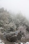 Upper Mt. Baldy