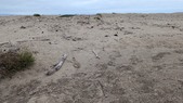 Enlarge photo 54
