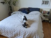 Enlarge photo 5