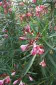 Enlarge photo 65