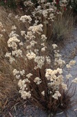 Enlarge photo 67