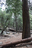 Enlarge photo 42