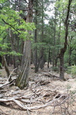 Enlarge photo 48