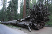 Mariposa Grove