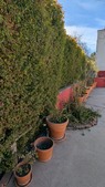 Enlarge photo 41