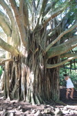 Maui
