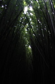 Enlarge photo 51