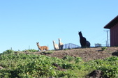 Enlarge photo 182