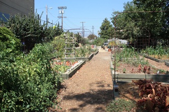 Urban Garden