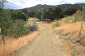 Moonshine Meadow