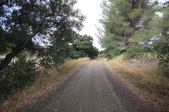 Piney Woods
