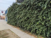 Enlarge photo 37