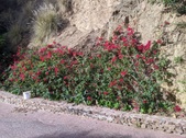 Enlarge photo 49