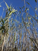 Enlarge photo 69
