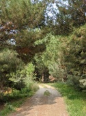 Piney Lake