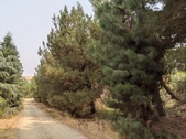 Enlarge photo 57