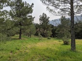 Piney Woods