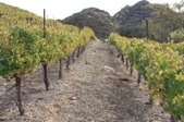 AH Vineyard