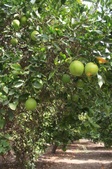 Enlarge photo 36