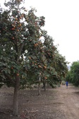 Enlarge photo 52