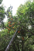 Enlarge photo 59