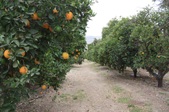 Fillmore Orchard