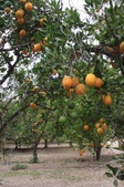 Enlarge photo 84