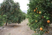 Enlarge photo 85