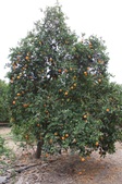 Enlarge photo 86