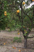 Enlarge photo 87