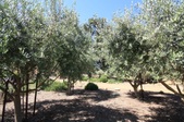 Enlarge photo 85