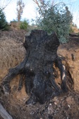 Enlarge photo 40