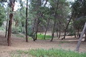 Ernest Debs Forest