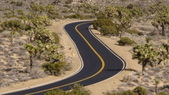 Joshua Tree