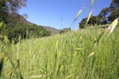 Temescal Canyon