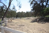 Will Rogers Horse Area