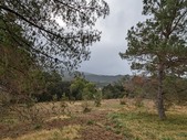 Piney Woods