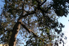 Enlarge photo 118