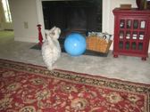 Enlarge photo 7