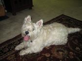 The Fergus