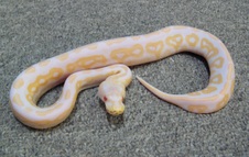 2011 Albino Cinnamon Female 3