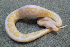 2011 Albino Cinnamon Female 5