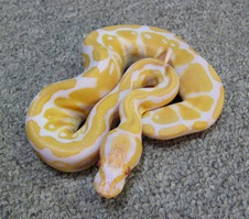 2011 Albino Female 3 $400
