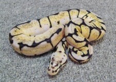 2011 Bumble Bee Male 2 $425