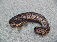 2011 Cinnamon 100% Het Albino Female 4 $