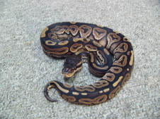 2011 Cinnamon Female 2 $200
