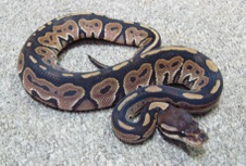 2011 Cinnamon Het Albino Female $450